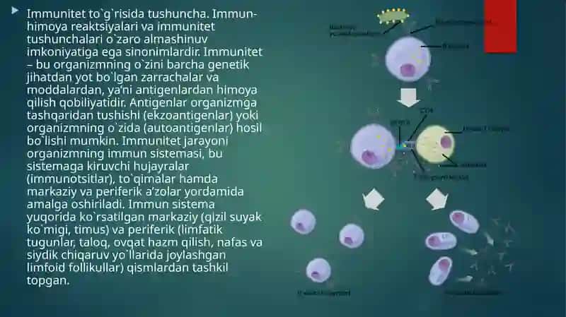 Immun-himoya rеaktsiyalarining morfologik asoslari 4