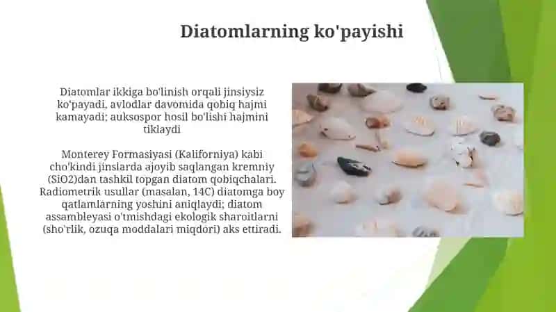 Diatom suvo‘tlar 4