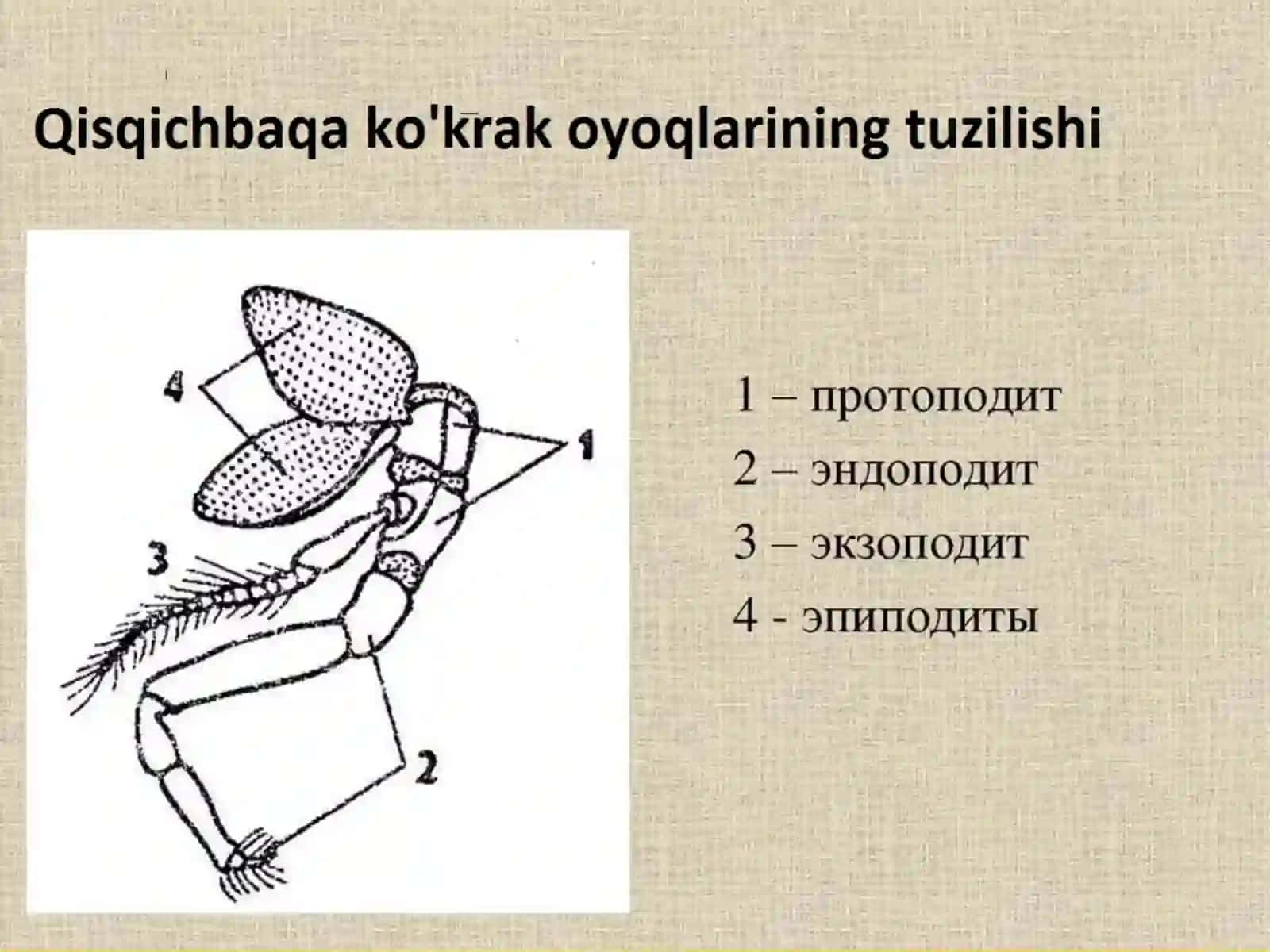 Qisqichbaqasimonlar kenjatipi-Crustacea 4