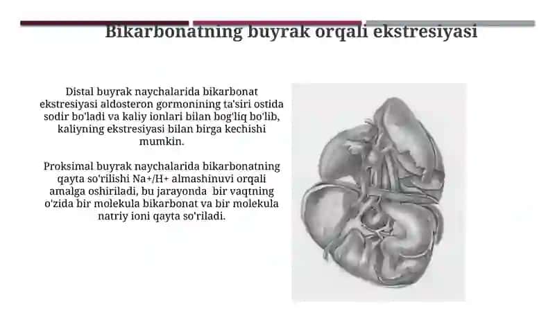 Buyrak Enerji Ta'minoti 4