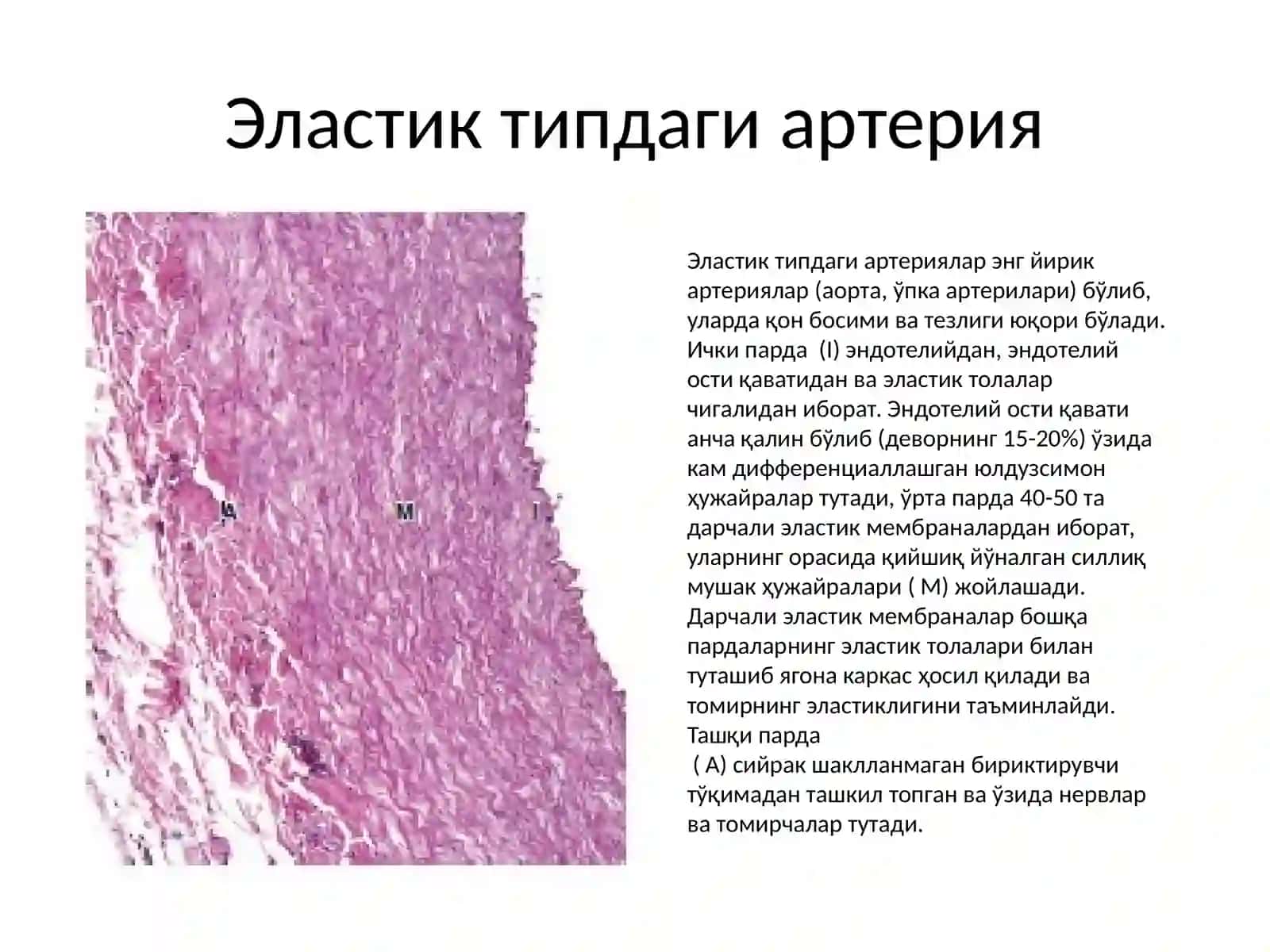 Юрак қон-томир системаси 1 4