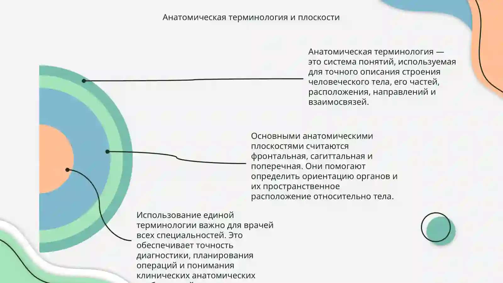 Основы клинической анатомии 4