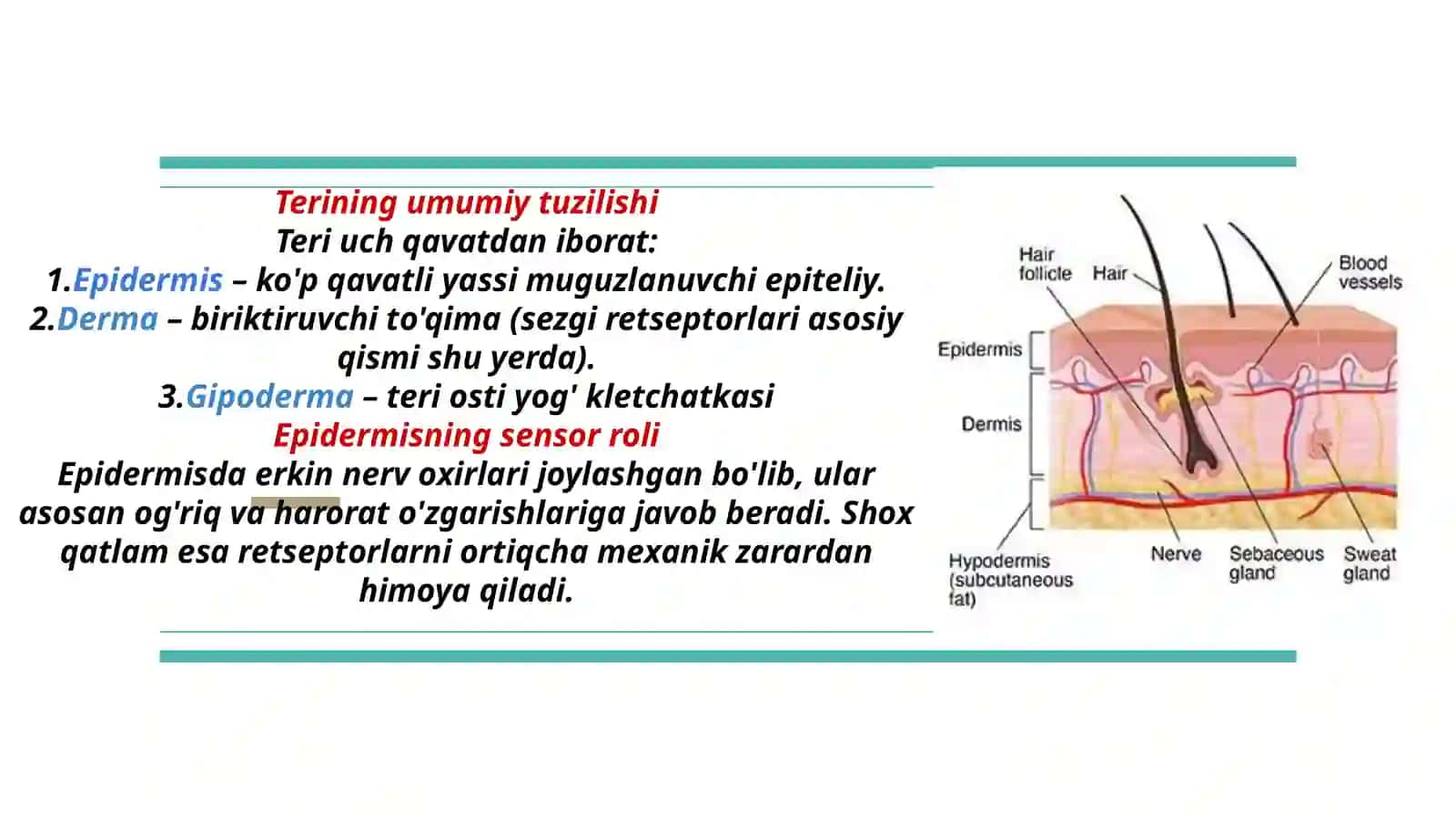 Sensor retsepsiya. Teri analizatori lokolizatsiyani aniqlash 4
