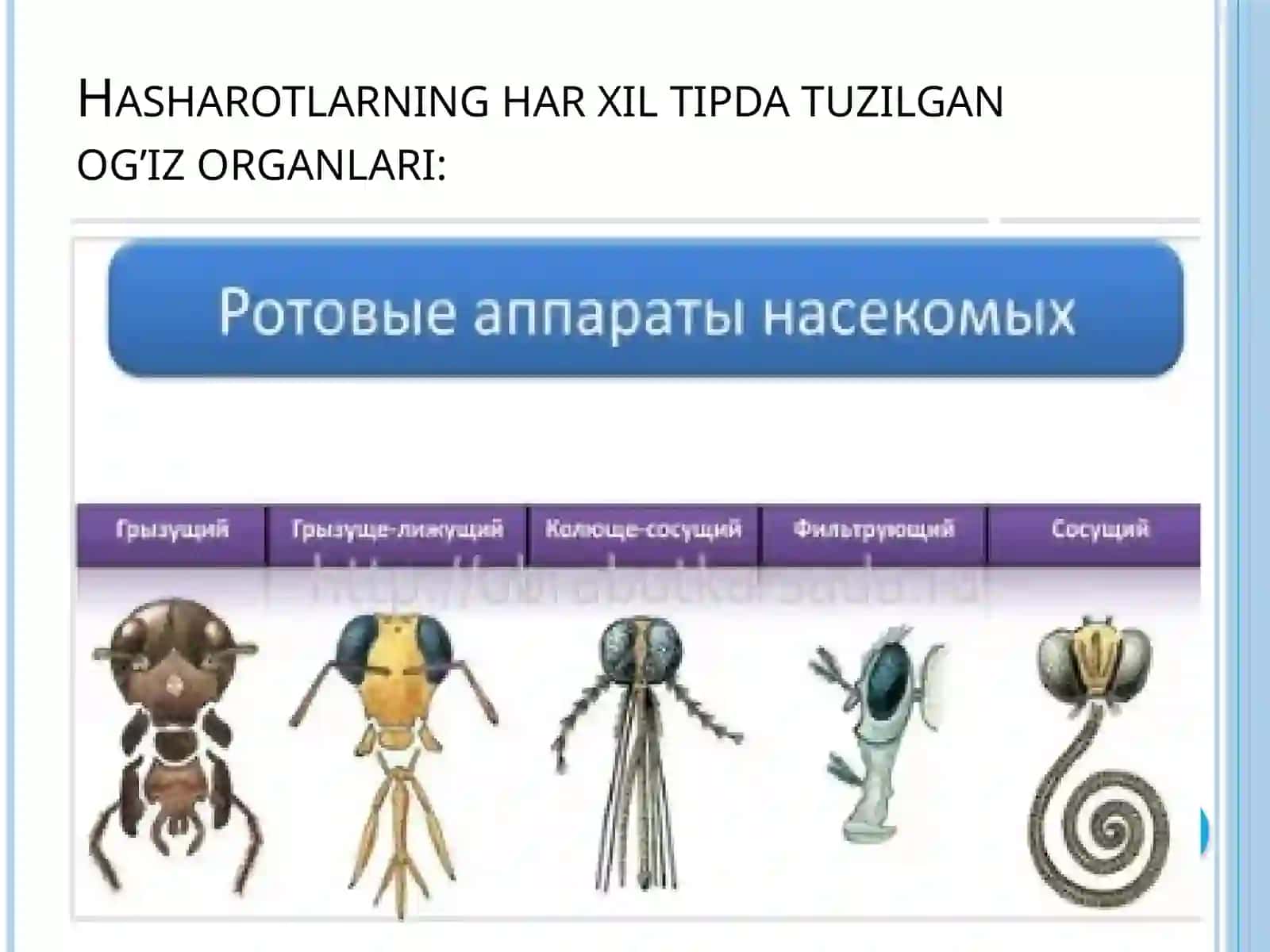 Hasharotlarning og’iz apparatlari va ularning tuzilishi 4