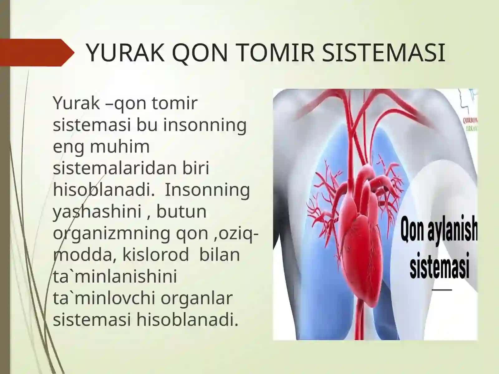 YURAK-QON TOMIR SISTEMASI 4