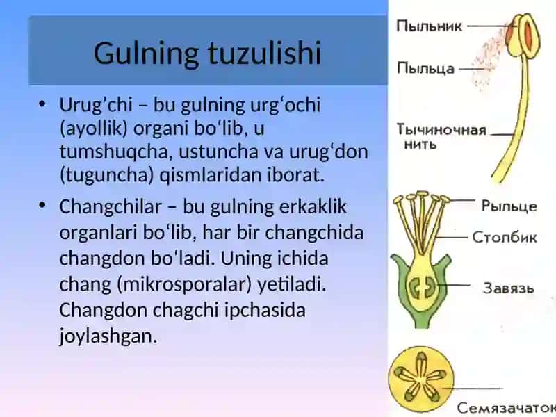 Generativ organlar. Gul 4