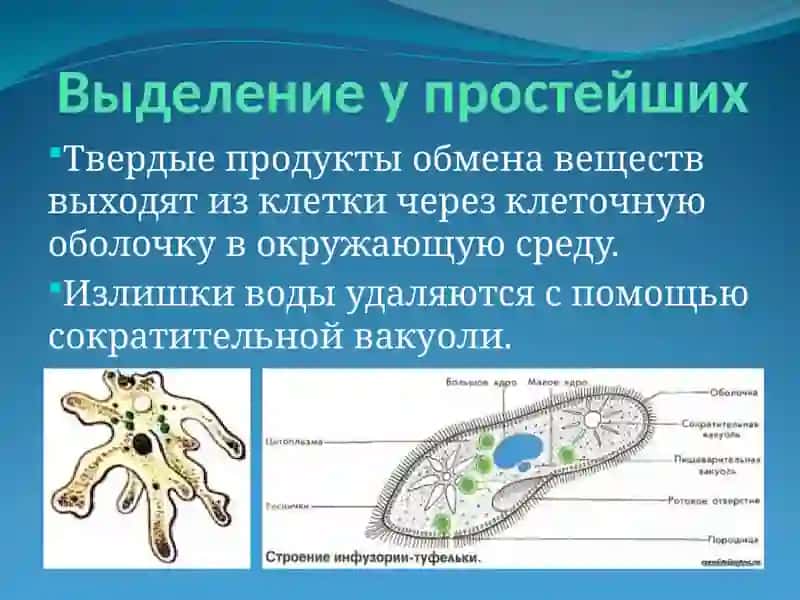 Органы Выделение 4