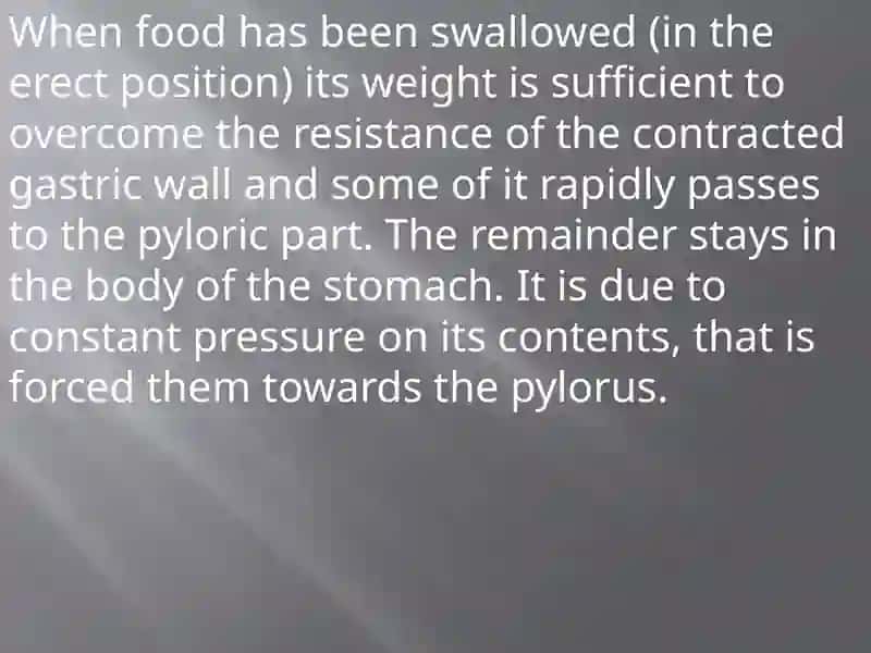 The Movements of the Stomach 4