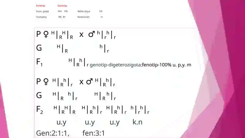 Pomidor o‘simlari genetikasi 4