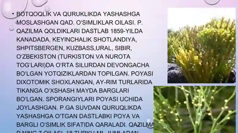 Psilofittoifa umumiy tavsifi 4