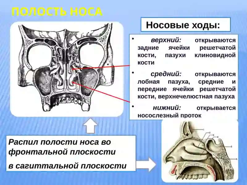 Дыхательная система 4