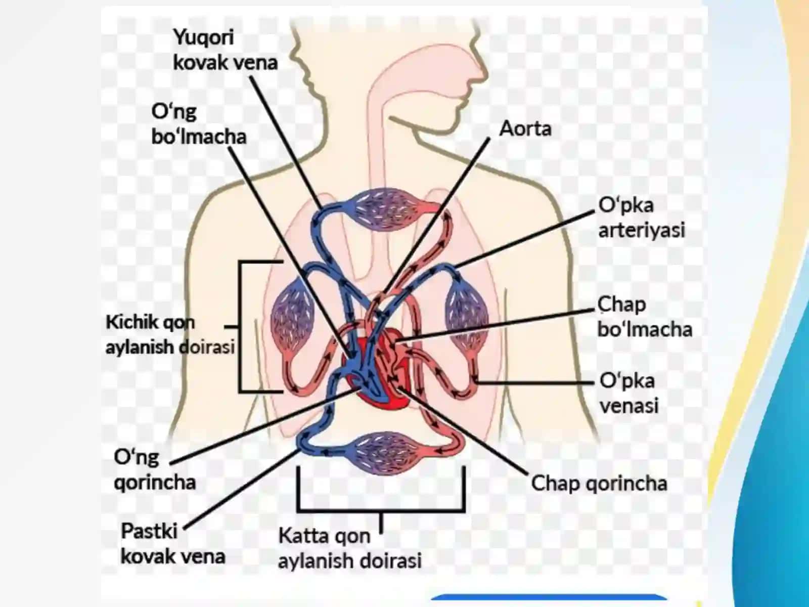 ODAM TANASINING BUTUN QONAYLANISHTIZIMI 4