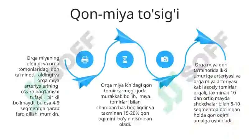 Umurtqalilarda qon aylanish sistemasi 4