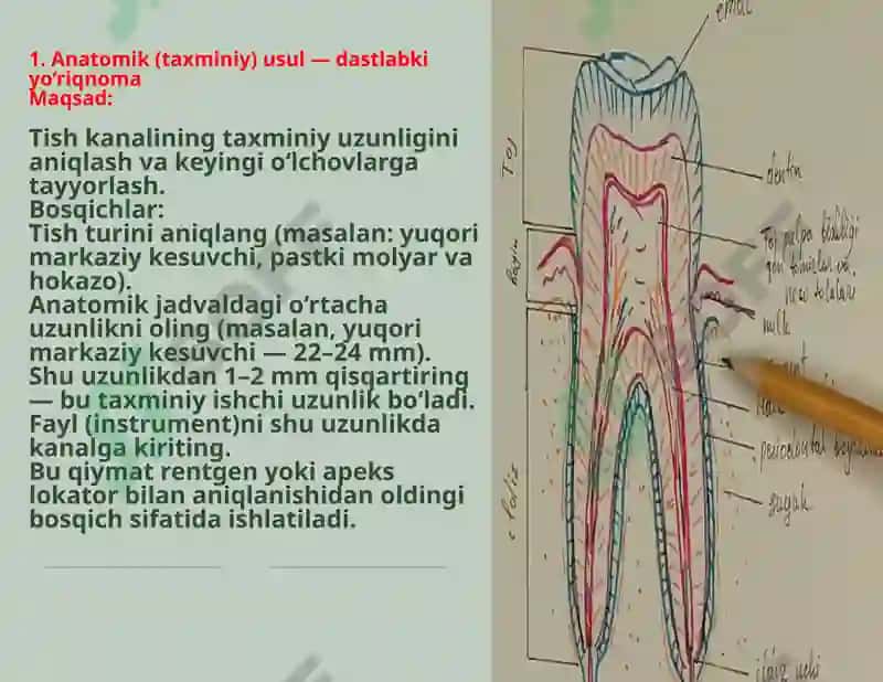 Ildiz kanalini ishchi uzunligini aniqlash usullari 4