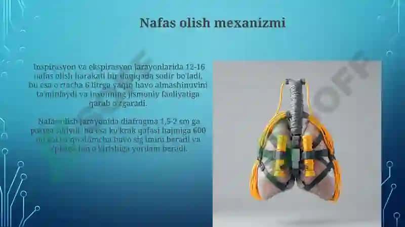 Kekirdak bronxlar, o'pka Pelevra ko'ks oralig'i anatomiyasi 4