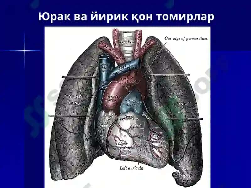 Юрак 4