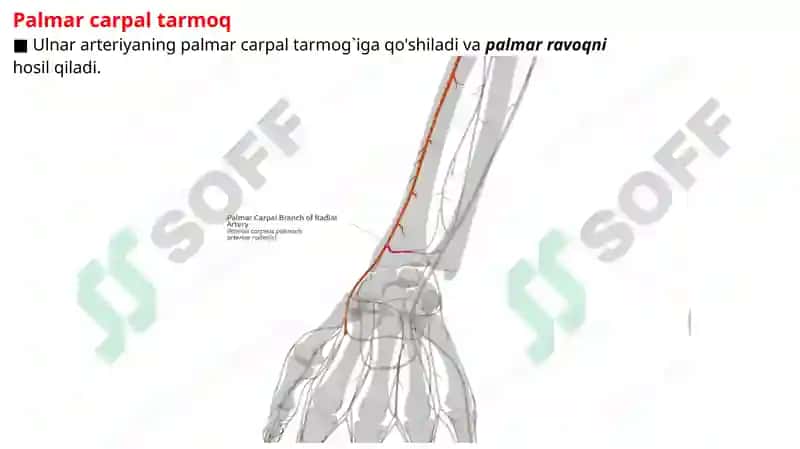 Radial arteriya, Ulnar arteriya, Qo’l venalari. 4