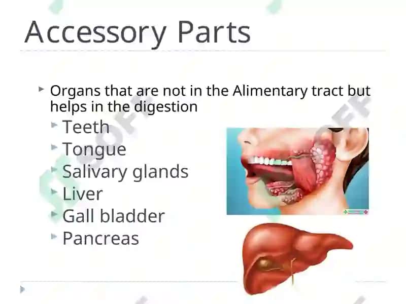The Alimentary Tract 4