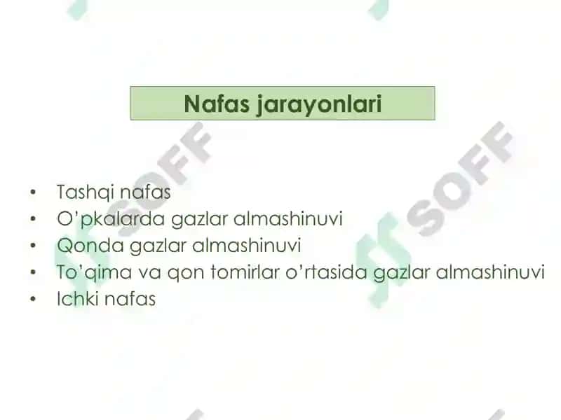 Nafas olish fiziologiyasi 4