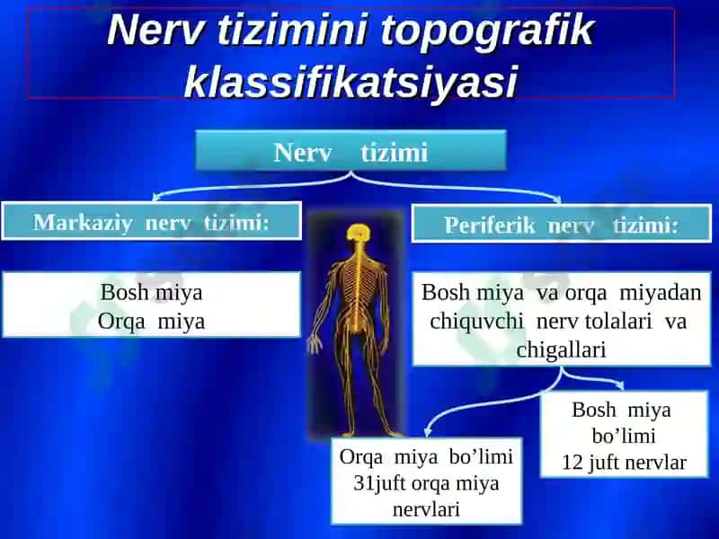 Bosh miya orqa miya nervlarining tuzilishi va vazifalari 4