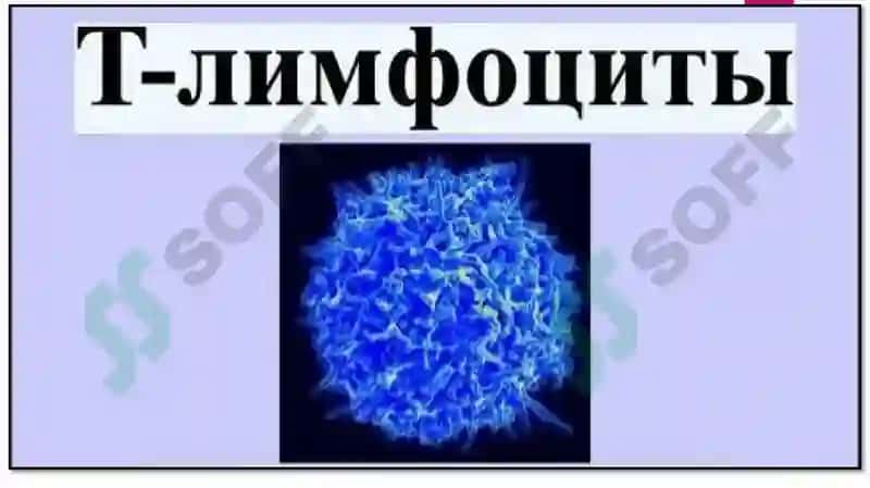 Immun o‘ziga xosligi. T-limfotsitlar va Markaziy Nerv tizimi (MNS) 4