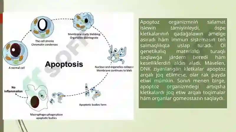 Apoptoz 4