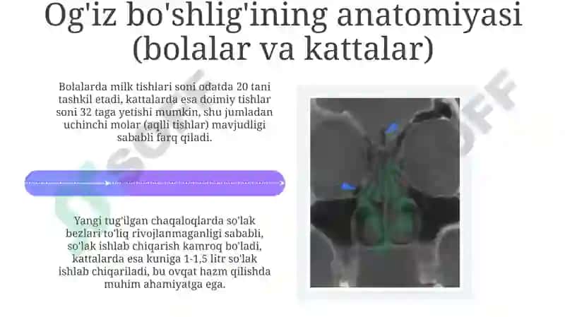 Burun va og'iz bo'shlig'ining anatomiyasi 4