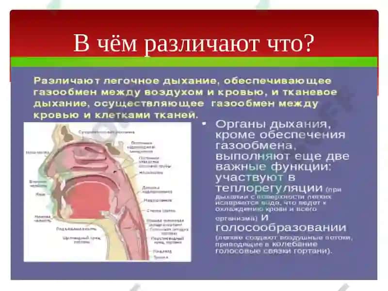 Органы дыхания 4