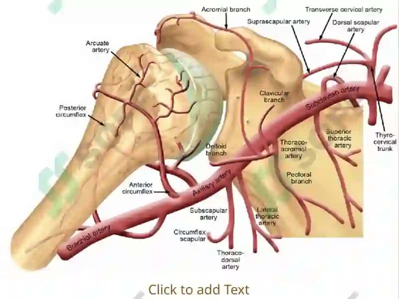 O`mrovosti arteriyasi, A.Axillaris 4