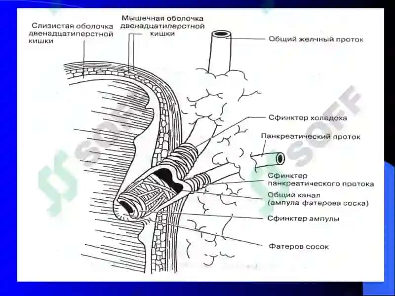 Постхолецистэктомический синдром 4