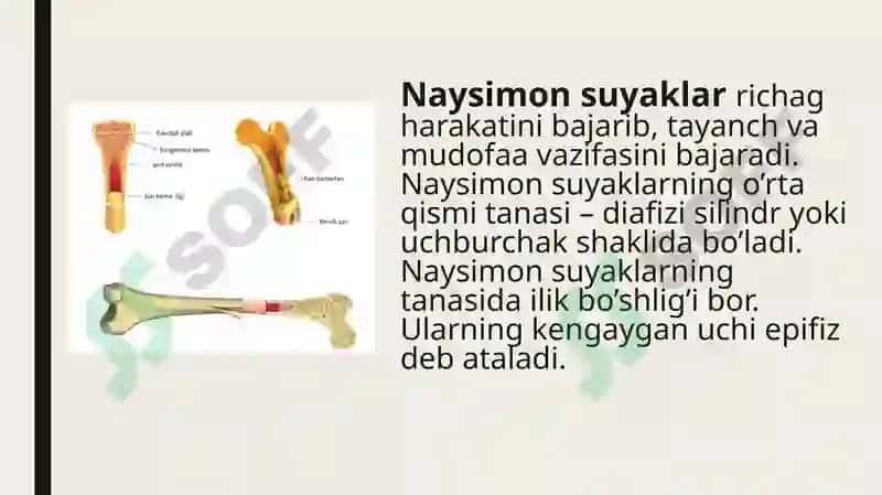 Umumiy osteologiya 4