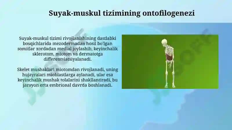 Ontofilogenez 4