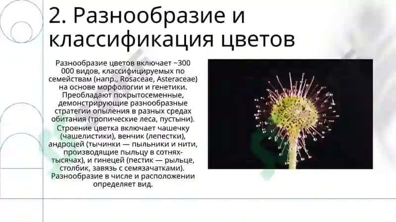 Цветок. Строение цветка, андроцей и гинецей 4