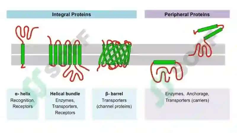 Hujayra membranasi 4