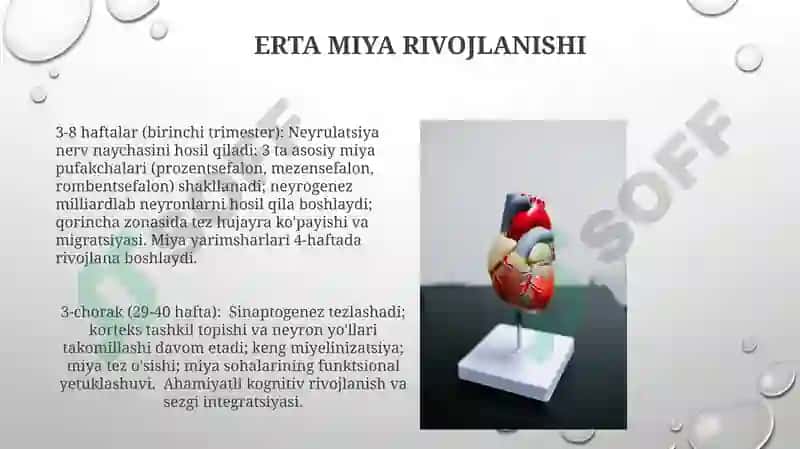 Miyacha rivojlanish anatomiyasi 4