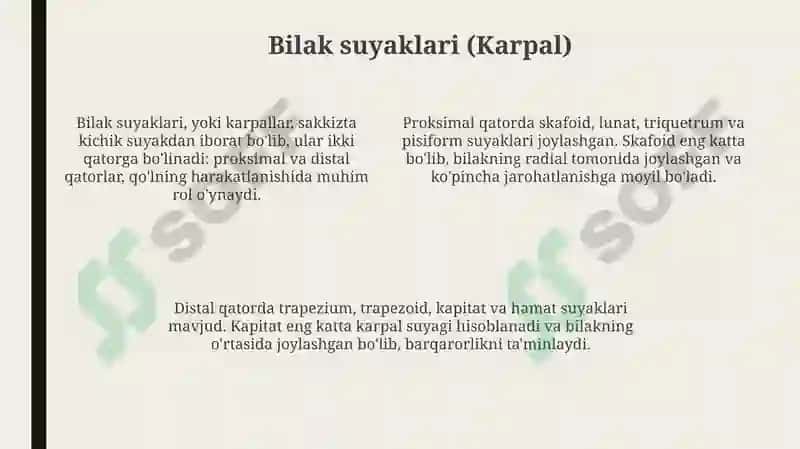 Anatomiya suyaklar qoʻl suyaklari 4