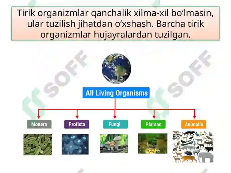 Tirik Organizmlarning Tuzilishi 4