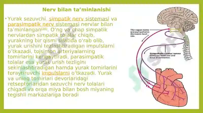 Yurakmushaklari 4