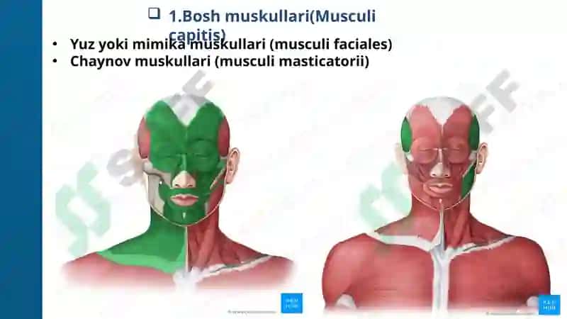 ANATOMIYAFIZIOLOGIYA PATOLOGIYA 4