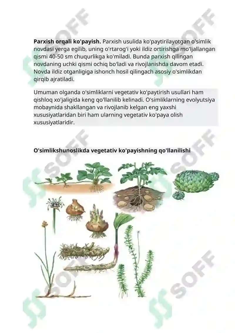 O'simliklarning vegetativ ko'payishi 4