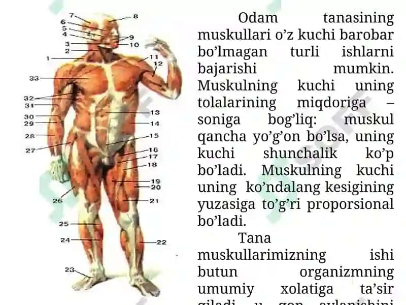 Muskullarning tuzilishi vafassiyasi 4