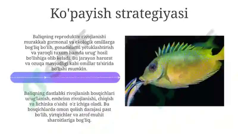 Baliqlarning ko‘payishi va rivojlanishi 4