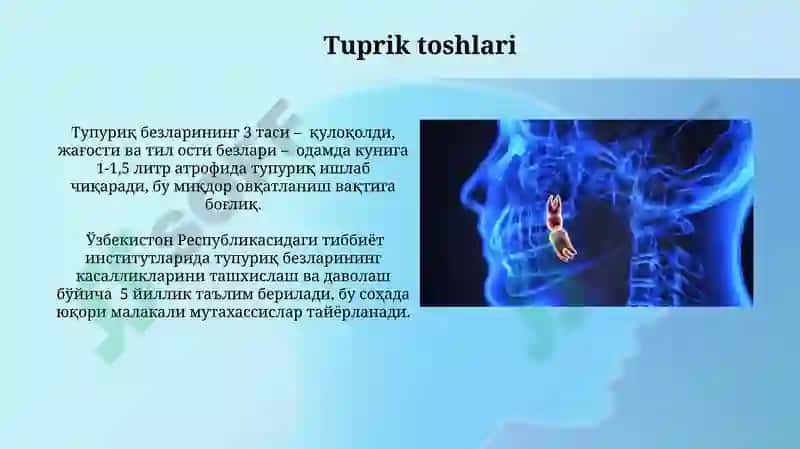 Tuprik Bezlarining Anatomiyasi 4