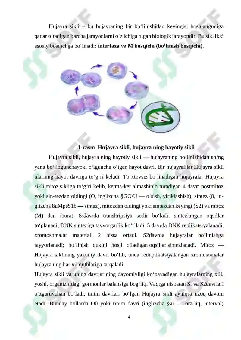 Hujayra sikli va uning davriyligi 4