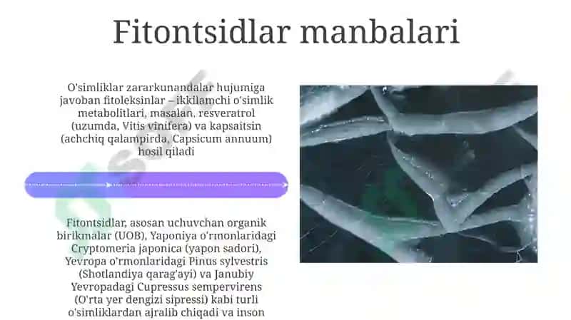 Fitonsidlar va fitoaliksidlar 4