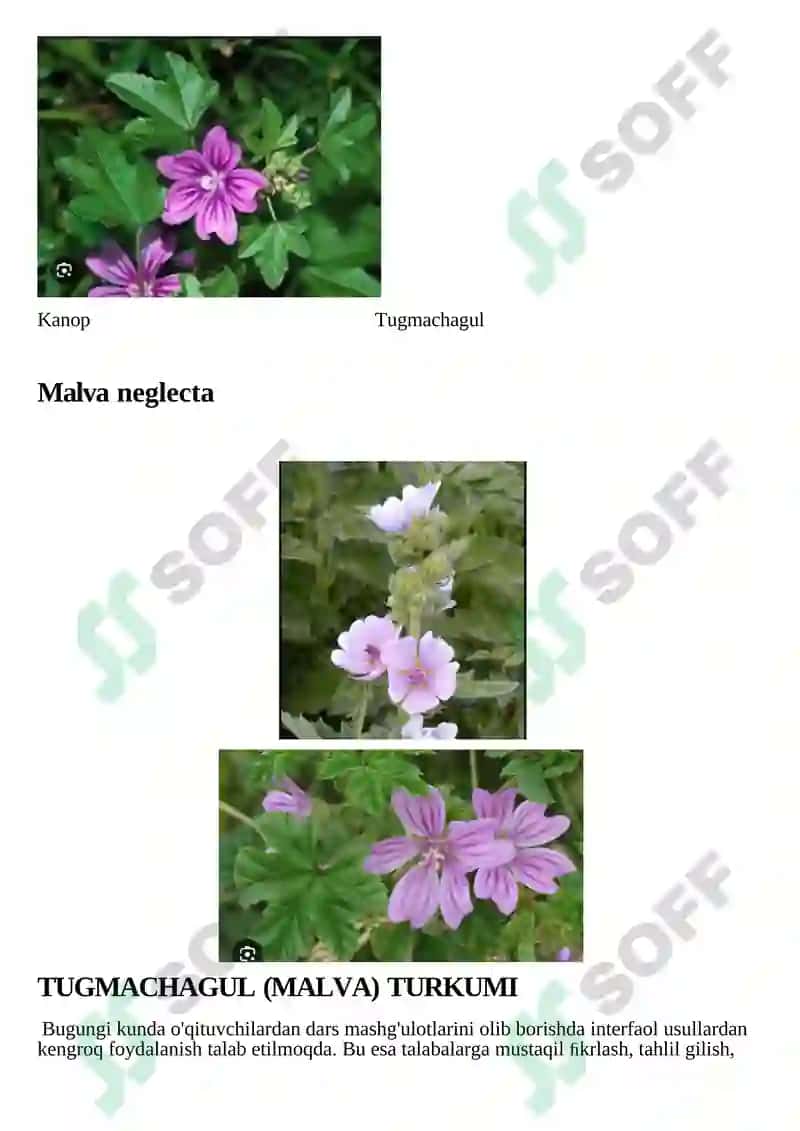Gulxayridoshlar (Malvaceae) oilasi 4