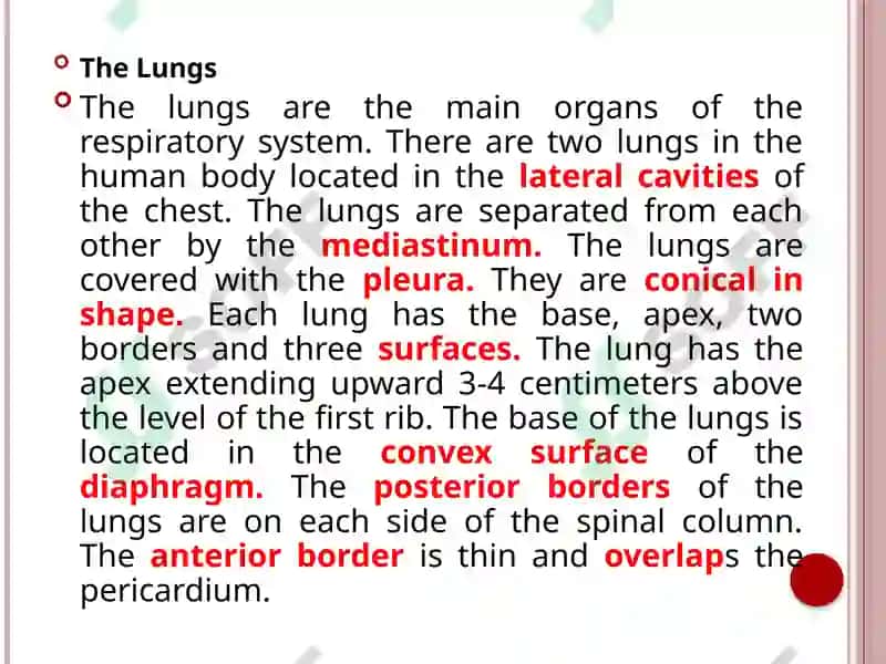 Respiratory system (Anatomy) 4