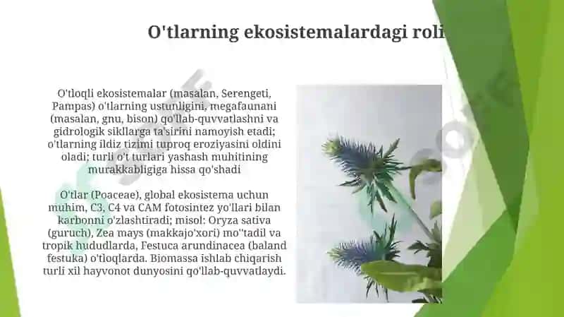 Sredniy rod. Otlarning 3 turlanishi 4