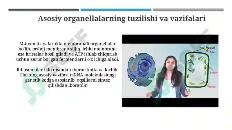Hayvon va o'simlik hujayralarining farqlari 4