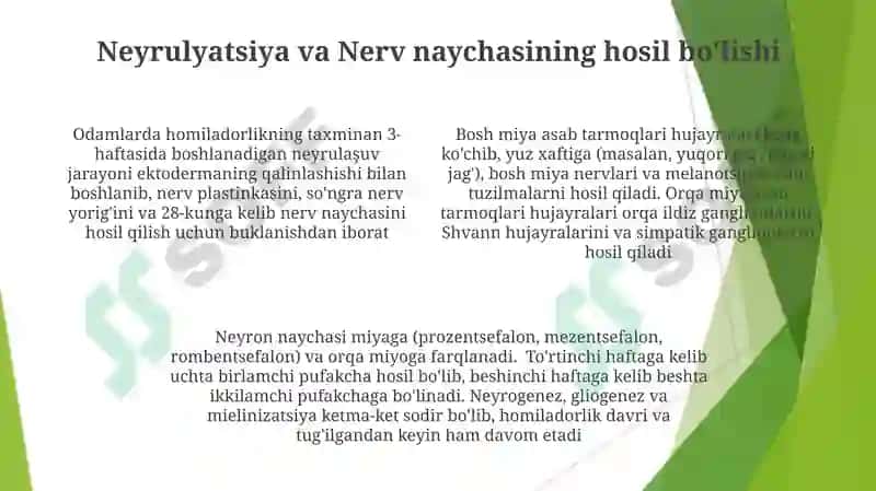 Asab tizimining rivojlanishi 4